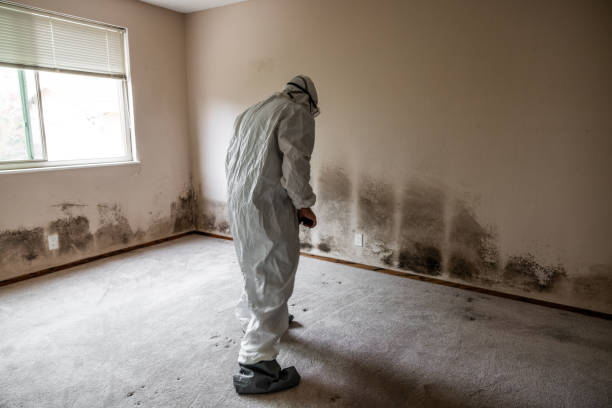 Best Asbestos and Lead Testing During Mold Inspection  in Lumberton, MS